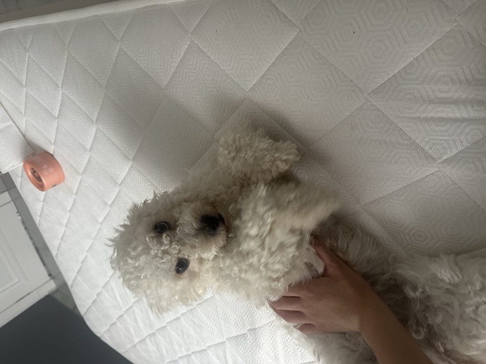 Köpeğimin kıçından ısırdım🤣🤣?