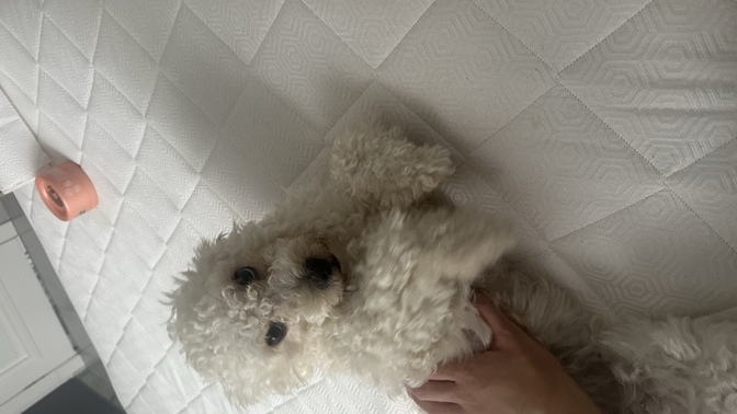 Köpeğimin kıçından ısırdım🤣🤣?