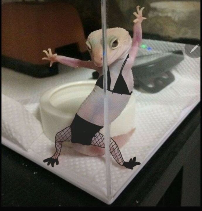 Bana hangi hayvanı anımsaattığınızı söyliyimmi 😂😂😂?