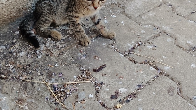 En sevdiğiniz hayvan hangisi? ?
