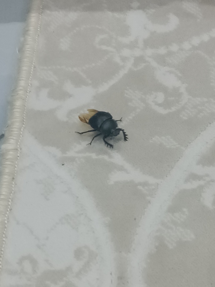 Börtü böcek fobiniz var mı?