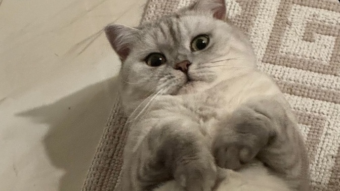 Tıraş ettireyim mi bu pofuduk tombalağı? Ne öneriyorsunuz?