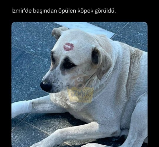 Ayy kim öpmüş bunu çok tatlı?