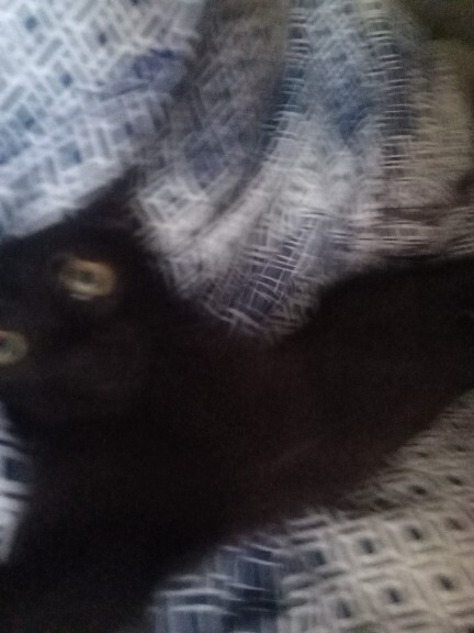 Odama kedi girmiş napcam?