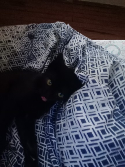Odama kedi girmiş napcam?