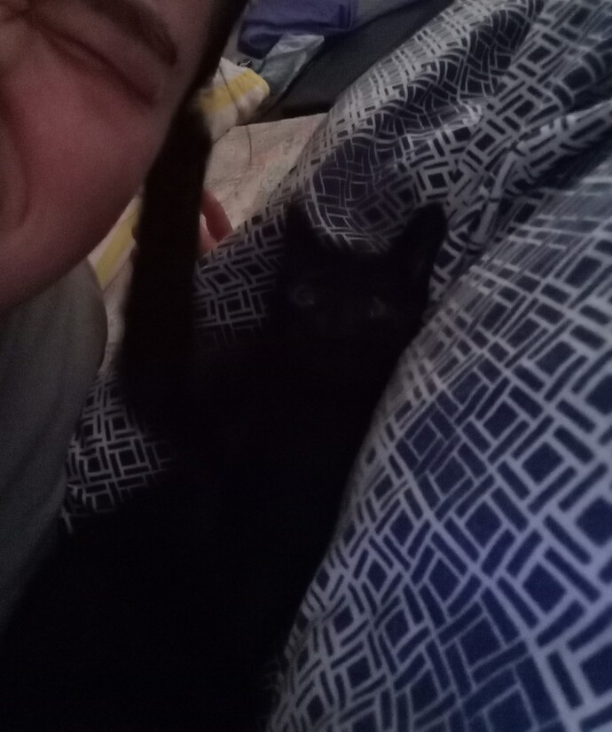 Odama kedi girmiş napcam?