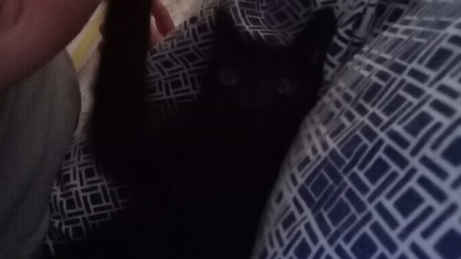 Odama kedi girmiş napcam?