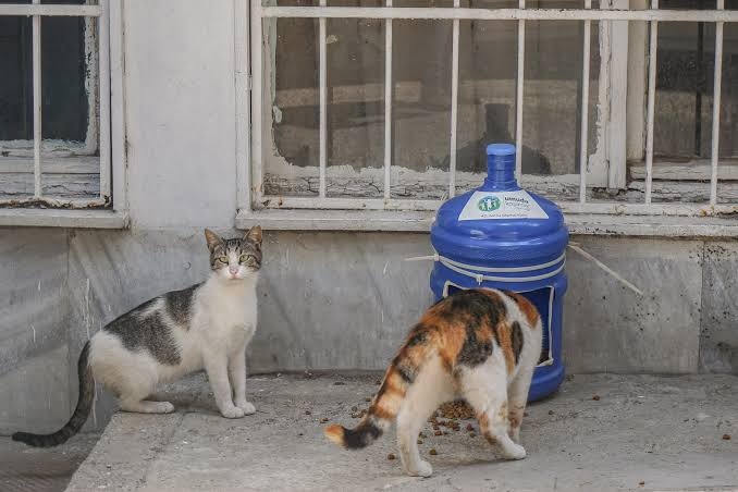 Aşırı sıcaklarda sokakta yaşan hayvan dostlarımız için bir kap su ve yiyecek koyuyor musunuz?