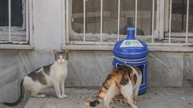 Aşırı sıcaklarda sokakta yaşan hayvan dostlarımız için bir kap su ve yiyecek koyuyor musunuz?