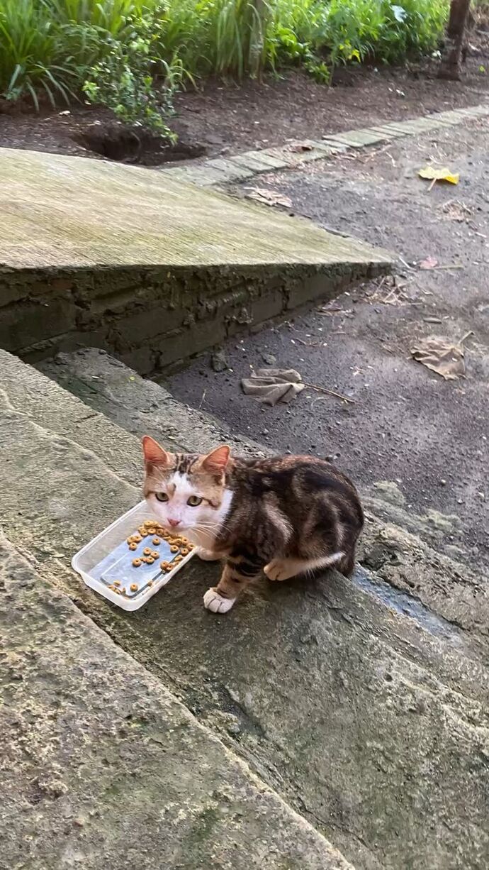 Sizce evcil hayvan sahiplenmek mi daha anlamlı, yoksa sokaktaki canlara bakmak mı?