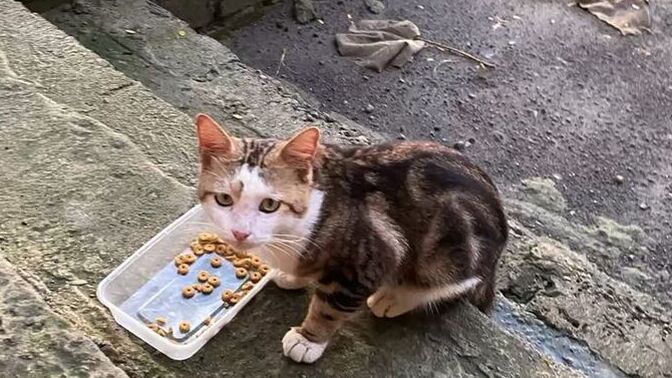 Sizce evcil hayvan sahiplenmek mi daha anlamlı, yoksa sokaktaki canlara bakmak mı?