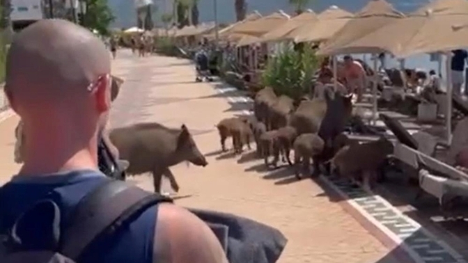 Marmaris’te domuzlar denize girdi! Tatilde karşınızda görseydiniz korkar mıydınız?