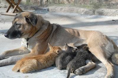 Kedi Yavruları Köpeğin Sütünü İçebilir Mi?