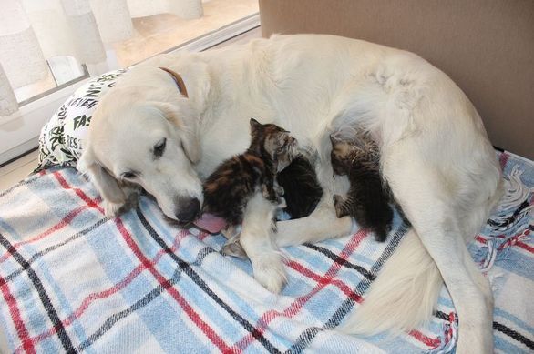 Kedi Yavruları Köpeğin Sütünü İçebilir Mi?