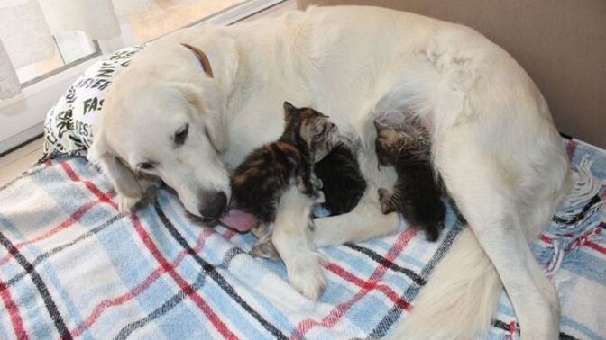 Kedi Yavruları Köpeğin Sütünü İçebilir Mi?