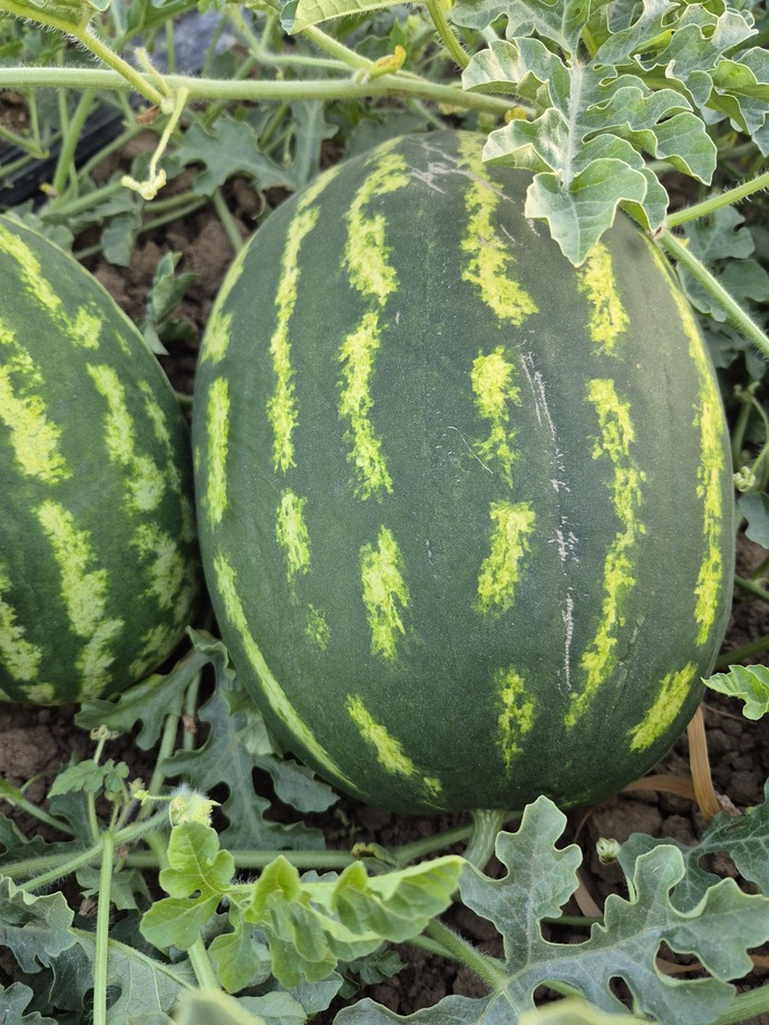 Sizin de yetiştirdiğiniz sebzeler meyveler 🍇🍓 var mı?