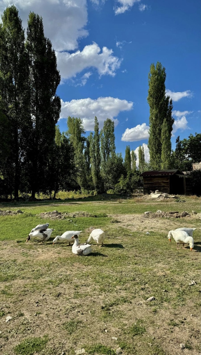 Akşama hangisini yesem?