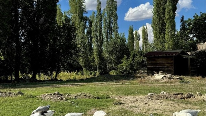 Akşama hangisini yesem?
