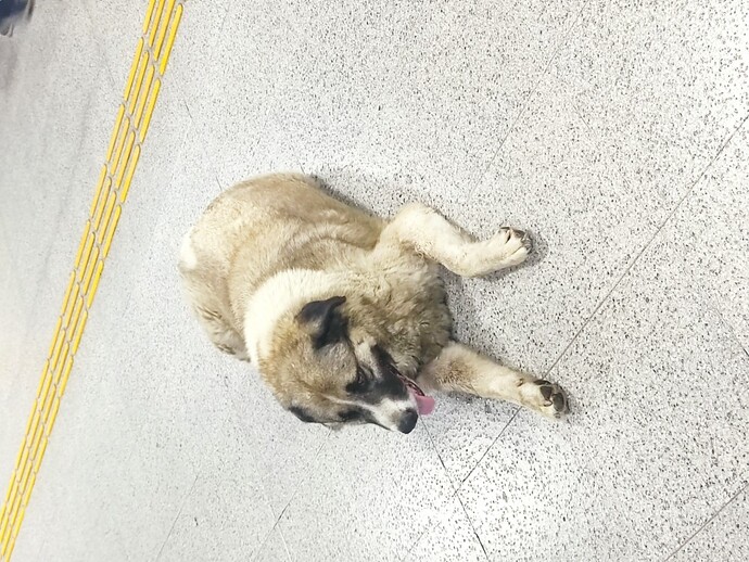 Şişko hayvanlar coksel değiller mi?