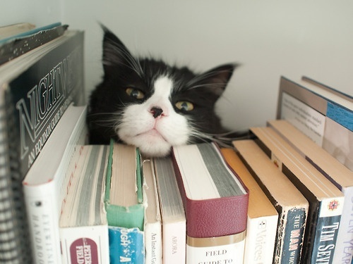 Bana okumayı sevdirdi dediğiniz kitap hangisi?