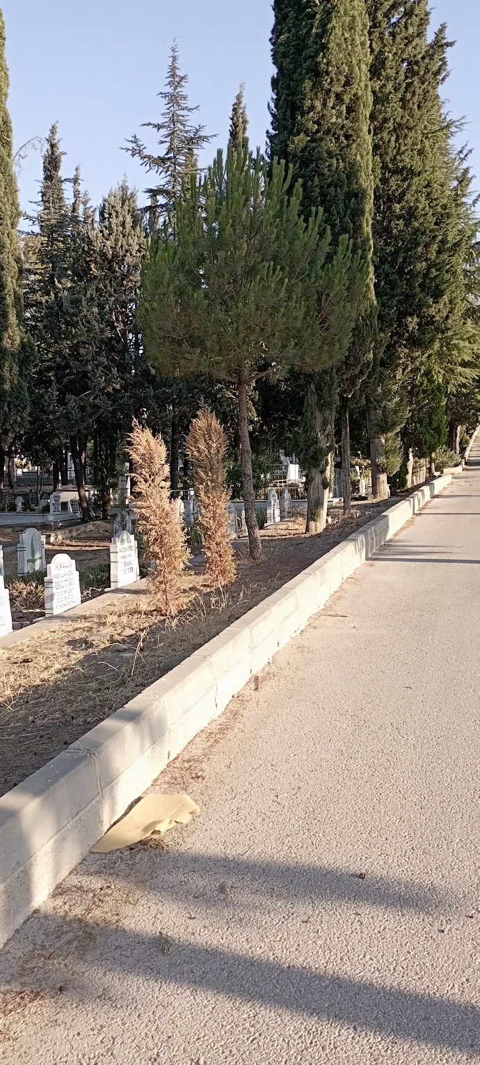 Mezarlıktan geçmekten korkar mısınız?