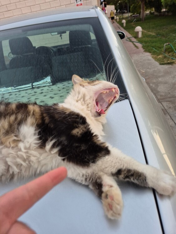 Arabanızın üzerine kedi çıksa ne yaparsınız?