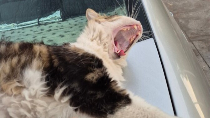 Arabanızın üzerine kedi çıksa ne yaparsınız?