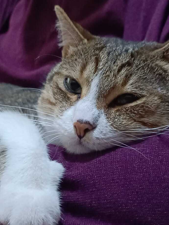 Sence bir kedi seni sevdiğini nasıl belli eder?