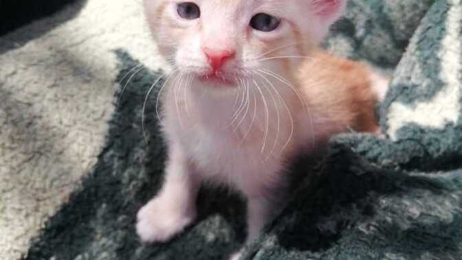 Sence bir kedi seni sevdiğini nasıl belli eder?