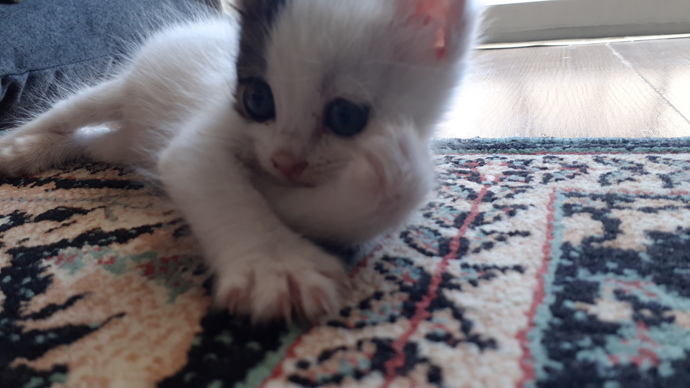 Kediler Neden Süreklı Isırır?