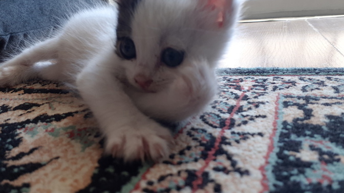 Kediler Neden Süreklı Isırır?