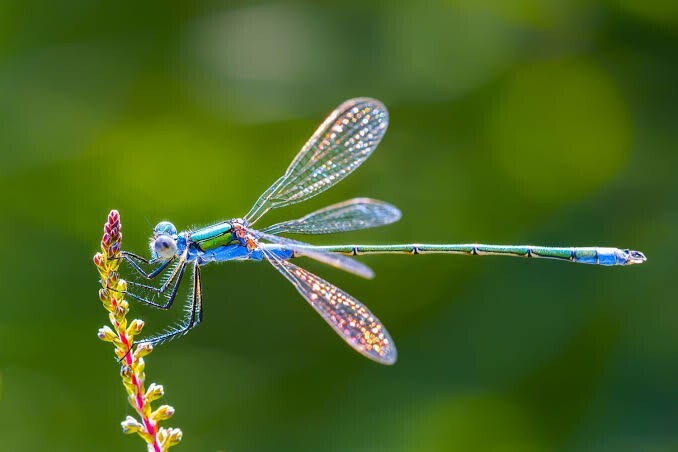 İngilizcesi Dragon Fly olan bu hayvanın Türkçe karşılığı neden Yusufçuk?
