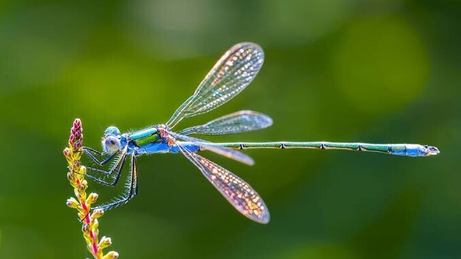 İngilizcesi "Dragon Fly" olan bu hayvanın Türkçe karşılığı neden "Yusufçuk"?