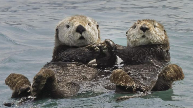 Hayvan belgeselleri izlemeyi sever misiniz?