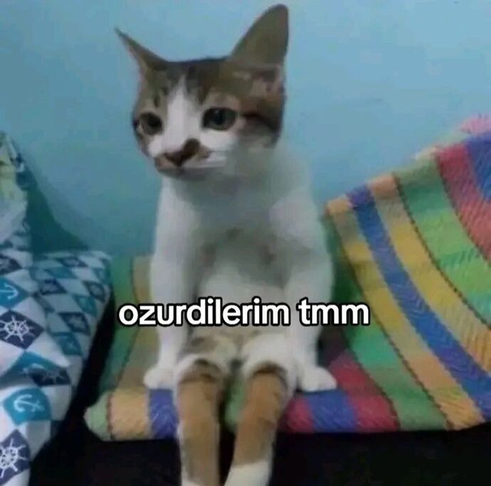 Kedilerle aranız nasıl?