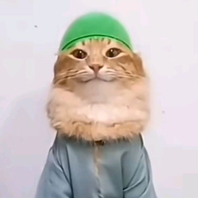 Kedilerle aranız nasıl?