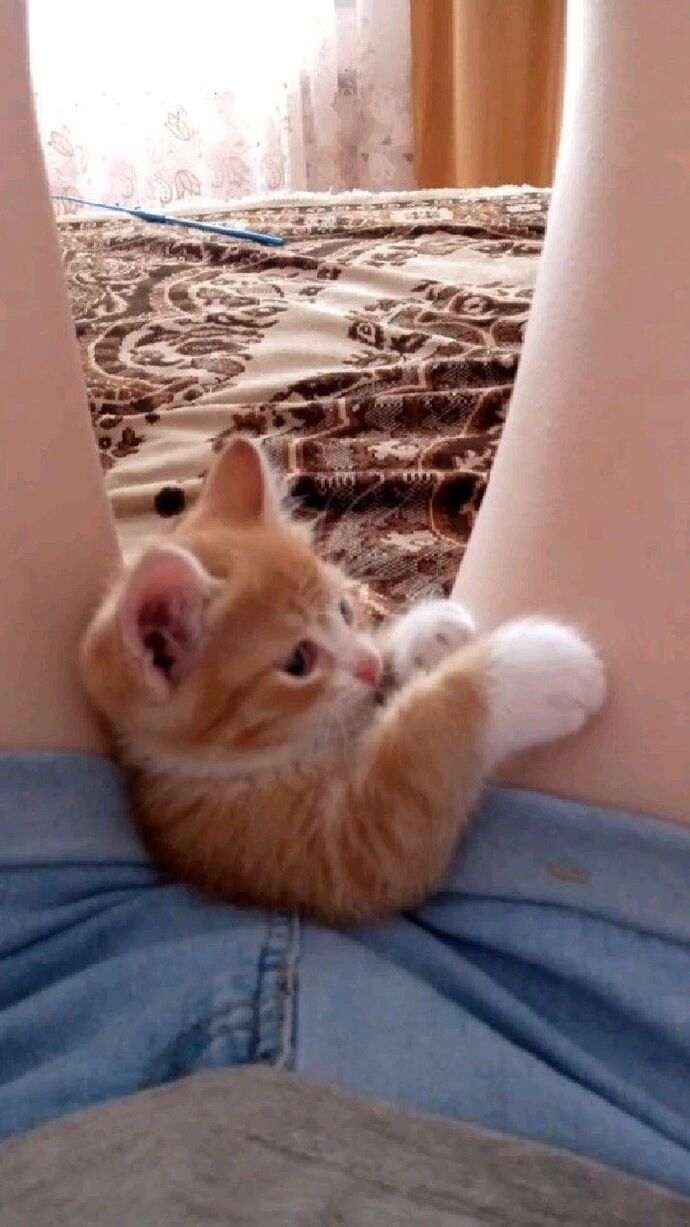Kedi seven var mı?