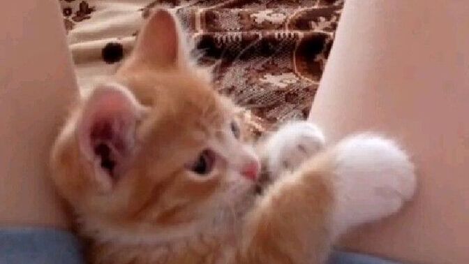 Kedi seven var mı?