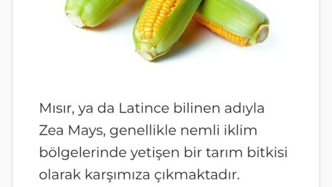 Her hali güzel olan bir yiyecek?