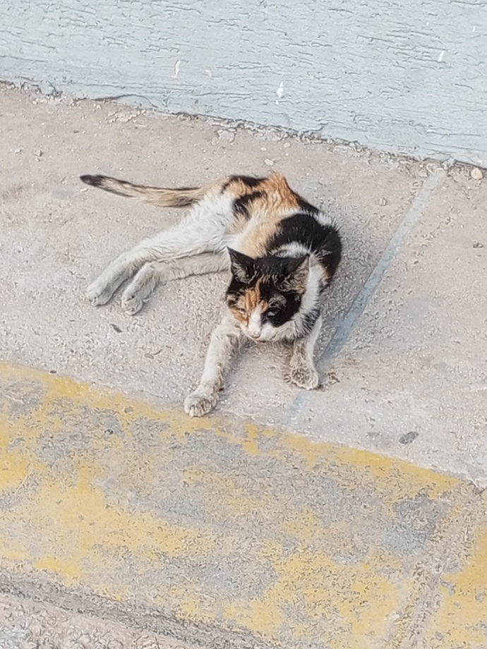 BBu kediye nolmus Ne yapabilirim bu kedi için Lütfen yardımcı olun?