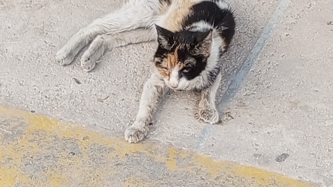 BBu kediye nolmus Ne yapabilirim bu kedi için Lütfen yardımcı olun?