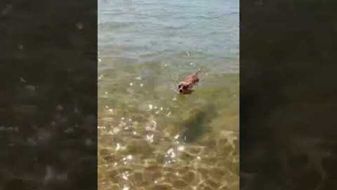 Bulunduğunuz denizde köpeklerin yüzmesi sizi rahatsız eder mi?