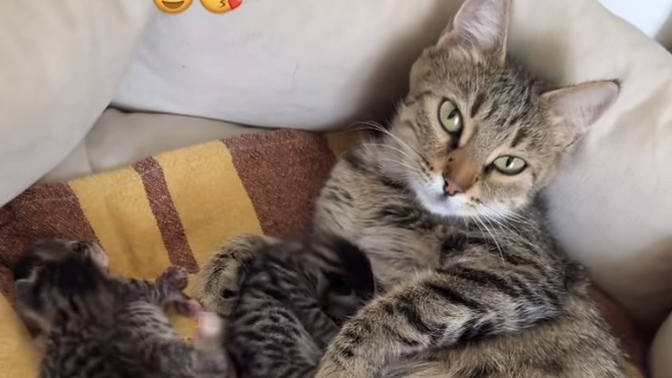 Selamlarrr ne yapıyorsunuz? ben anneanne oldum daaa miniklerime bakın 😂?
