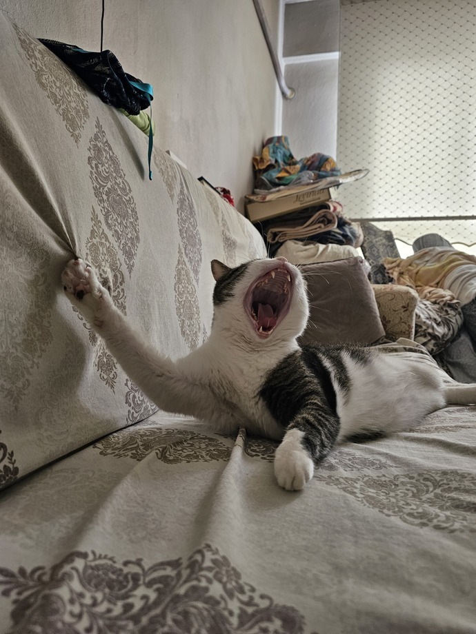 Minak bir kediniz olsun istemez miyidiniz?