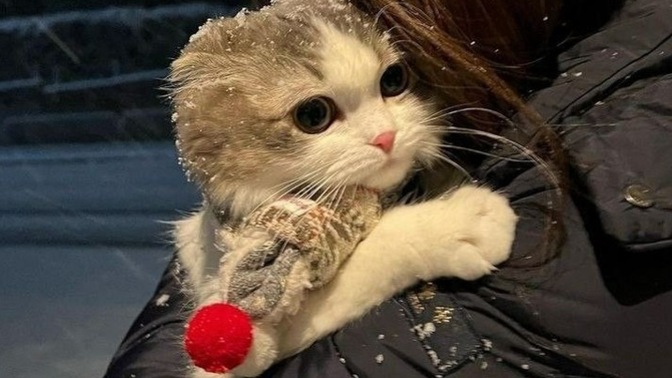 Minak bir kediniz olsun istemez miyidiniz?