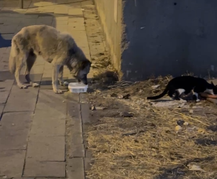 Onlar İçin Kapınıza Bir Kap Su Ve Bir Kap Yemek Koyarmısınız?