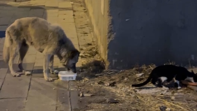 Onlar İçin Kapınıza Bir Kap Su Ve Bir Kap Yemek Koyarmısınız?