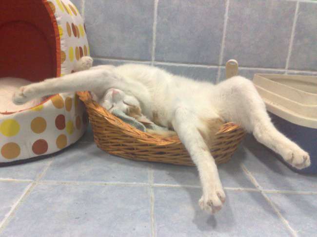 Bir kedi, en sevdiği uyku pozisyonunu seçerken hangi kriterlere göre karar verir?