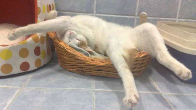 Bir kedi, en sevdiği uyku pozisyonunu seçerken hangi kriterlere göre karar verir?