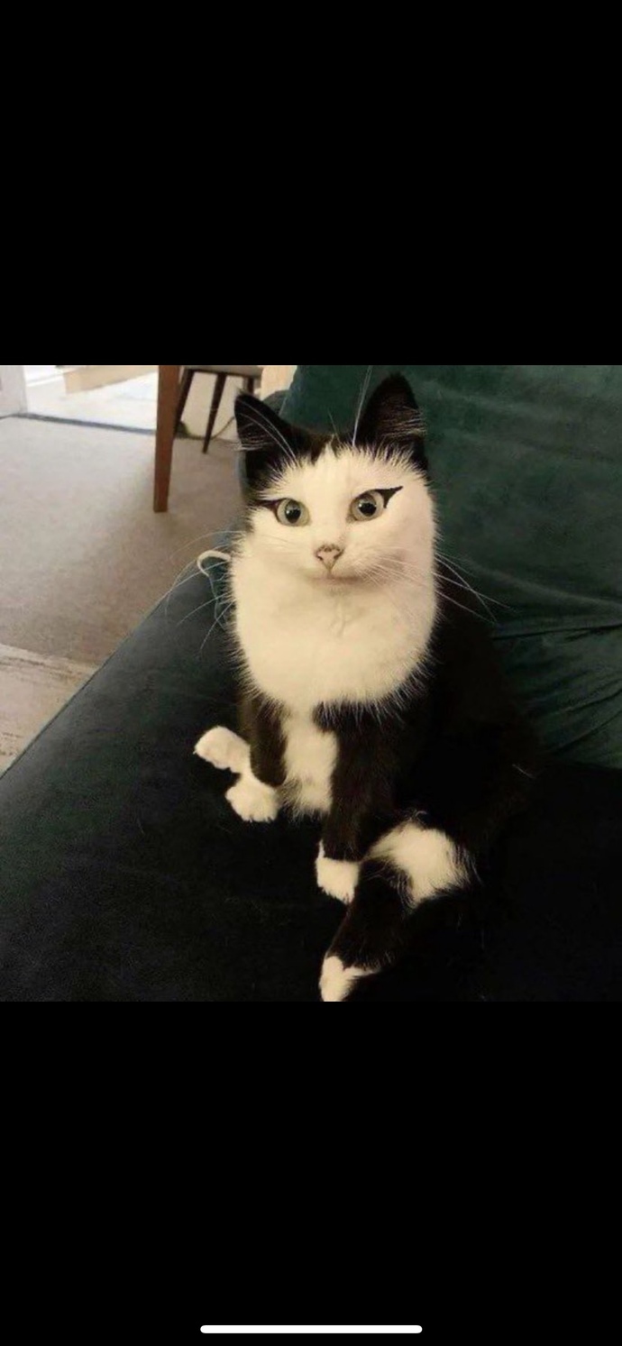 Bu kedi birçok kızdan güzel değil mi?